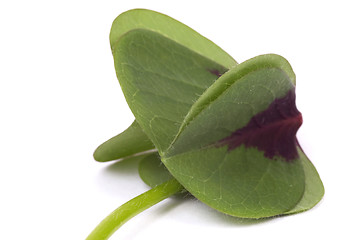 Image showing clover