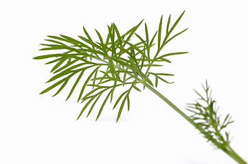 Image showing green dill. macro