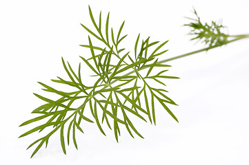 Image showing green dill. macro