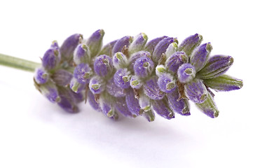 Image showing lavender