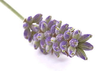 Image showing lavender