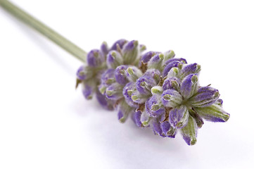 Image showing lavender