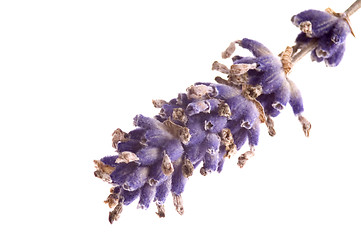 Image showing lavender