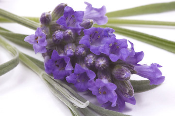 Image showing lavender