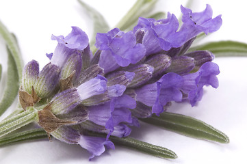 Image showing lavender