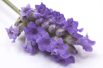 Image showing lavender