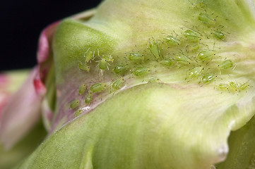 Image showing green aphids and tulip