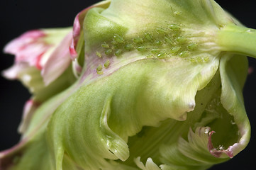 Image showing green aphids and tulip