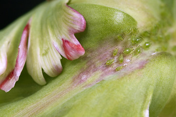 Image showing green aphids and tulip