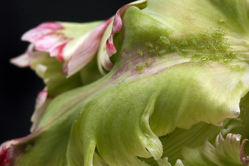 Image showing green aphids and tulip