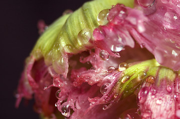 Image showing green aphids and tulip