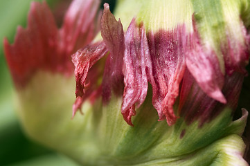 Image showing green aphids and tulip