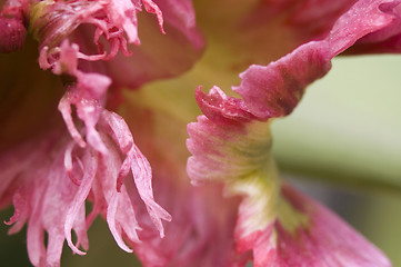 Image showing green aphids and tulip