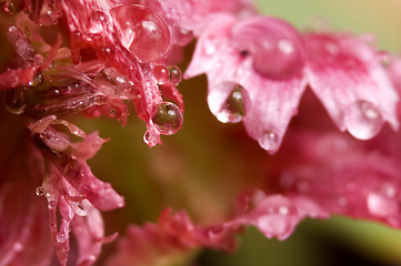 Image showing green aphids and tulip