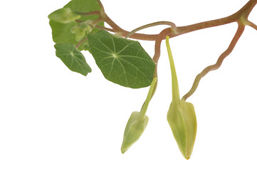 Image showing tropaeolum majus