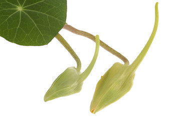 Image showing tropaeolum majus