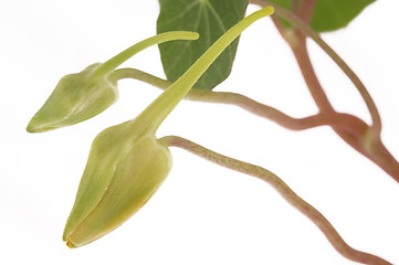 Image showing tropaeolum majus