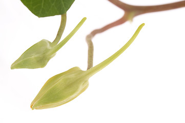 Image showing tropaeolum majus