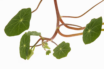 Image showing tropaeolum majus