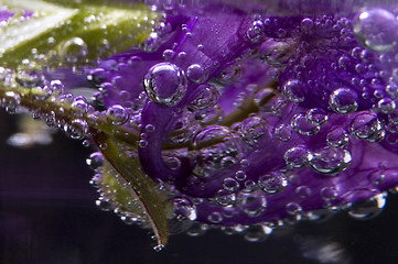 Image showing flower, water, bubbles