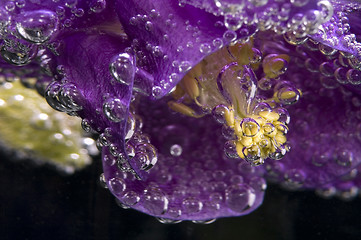 Image showing flower, water, bubbles