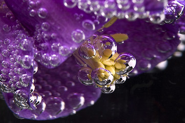 Image showing flower, water, bubbles