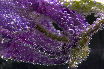 Image showing flower, water, bubbles