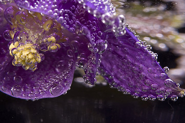 Image showing flower, water, bubbles