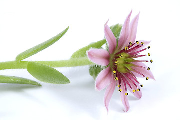 Image showing pink flower. succulent