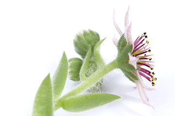 Image showing pink flower. succulent