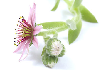 Image showing pink flower. succulent