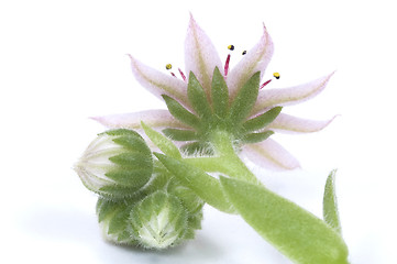 Image showing pink flower. succulent