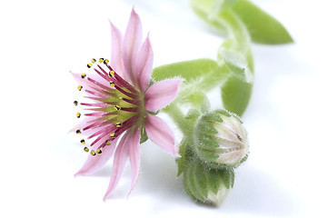 Image showing pink flower. succulent