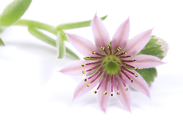 Image showing pink flower. succulent