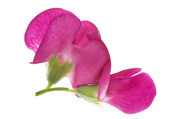 Image showing bean. flower