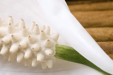 Image showing white and green. flower