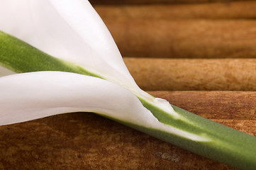 Image showing white and green. flower