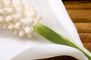 Image showing white and green. flower