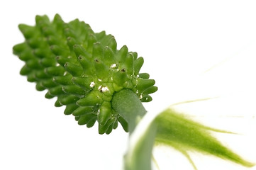 Image showing white and green. flower