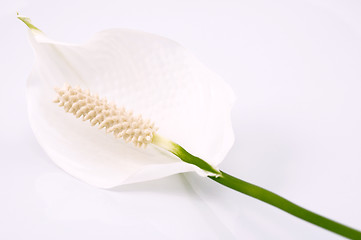 Image showing white and green. flower