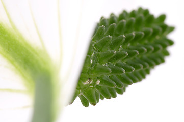 Image showing white and green. flower