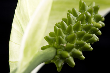 Image showing white and green. flower