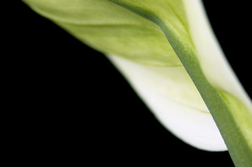 Image showing white and green. flower
