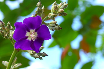 Image showing Purple flower