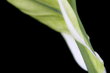 Image showing white and green. flower