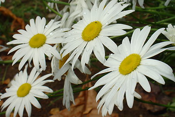 Image showing Daisy flower