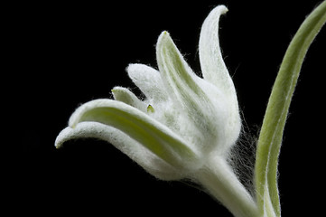 Image showing edelweiss