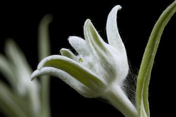 Image showing edelweiss