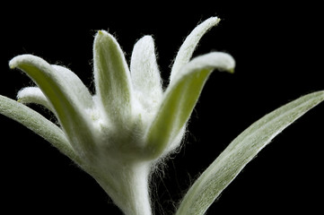 Image showing edelweiss