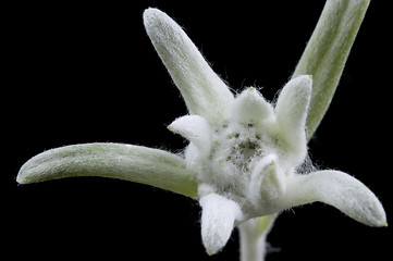 Image showing edelweiss